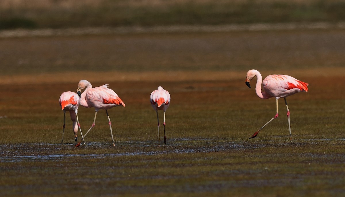 Chilean Flamingo - Pavel Parkhaev