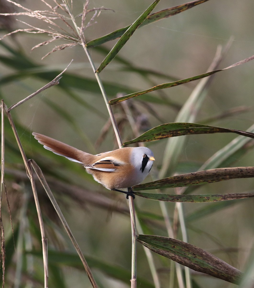 Bearded Reedling - ML612929598