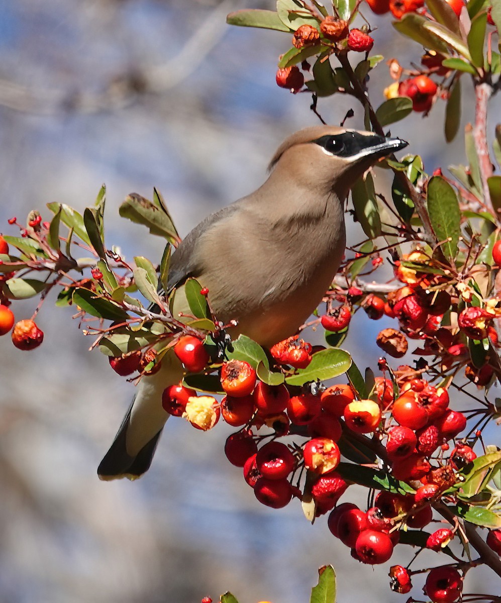 Cedar Waxwing - ML612929626