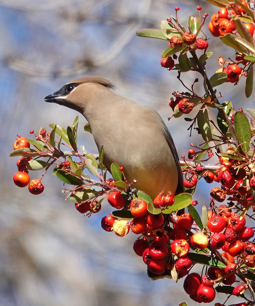 Cedar Waxwing - ML612929627