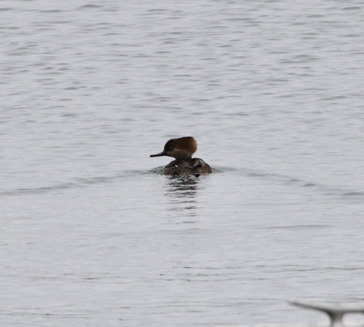 Hooded Merganser - ML612929713