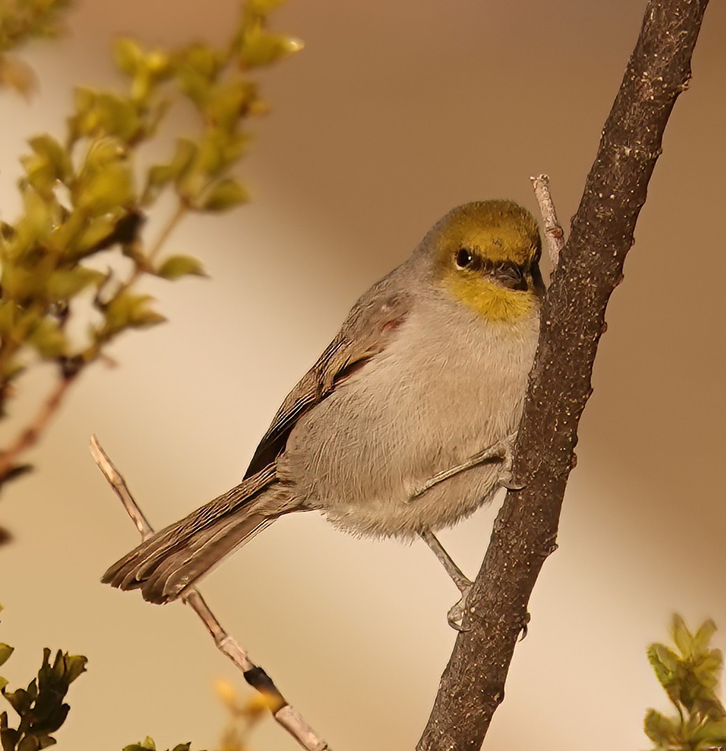 Verdin - ML612929732