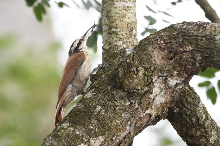 Narrow-billed Woodcreeper - Mario Campagnoli