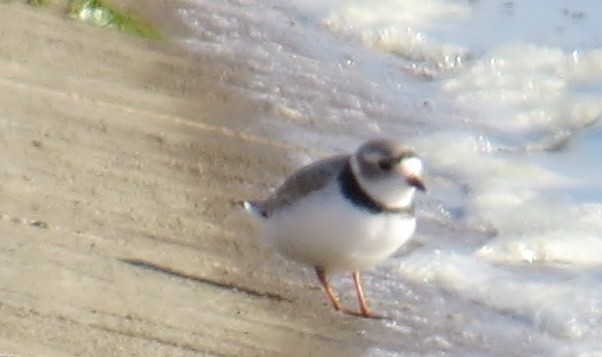 Piping Plover - ML612929815