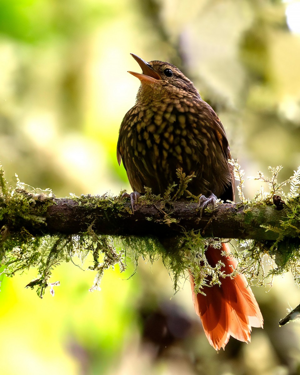 Rusty-winged Barbtail - ML612929902