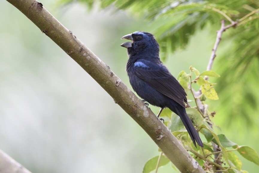 Ultramarine Grosbeak - Mario Campagnoli