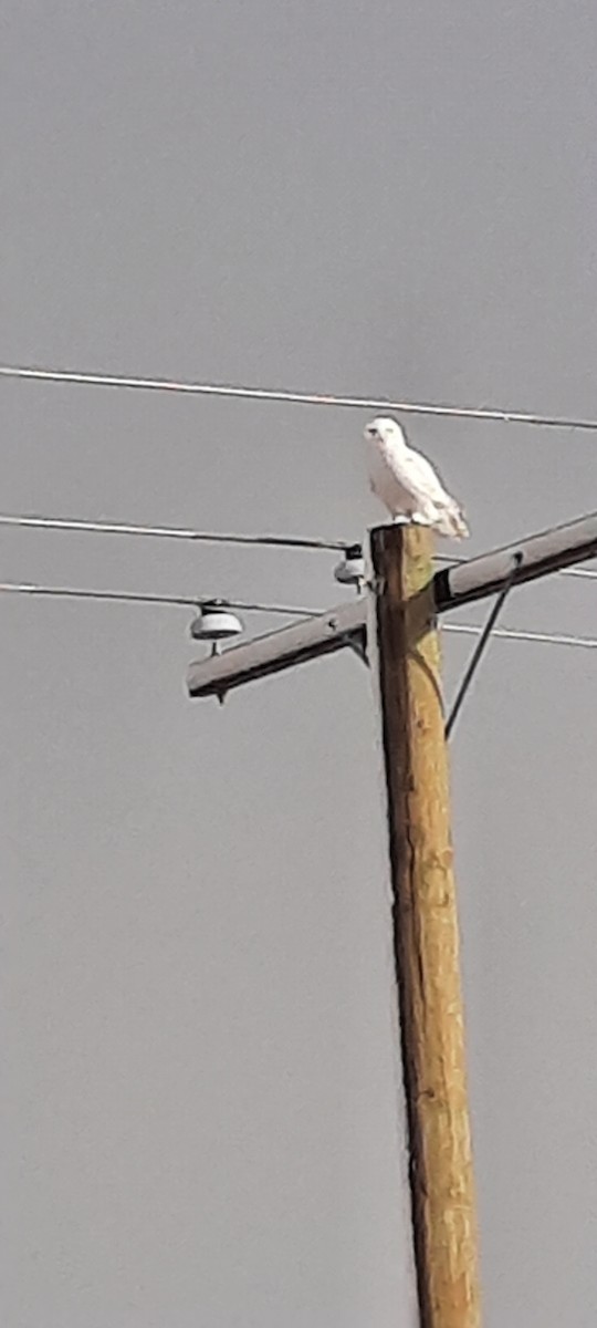 Snowy Owl - ML612929933