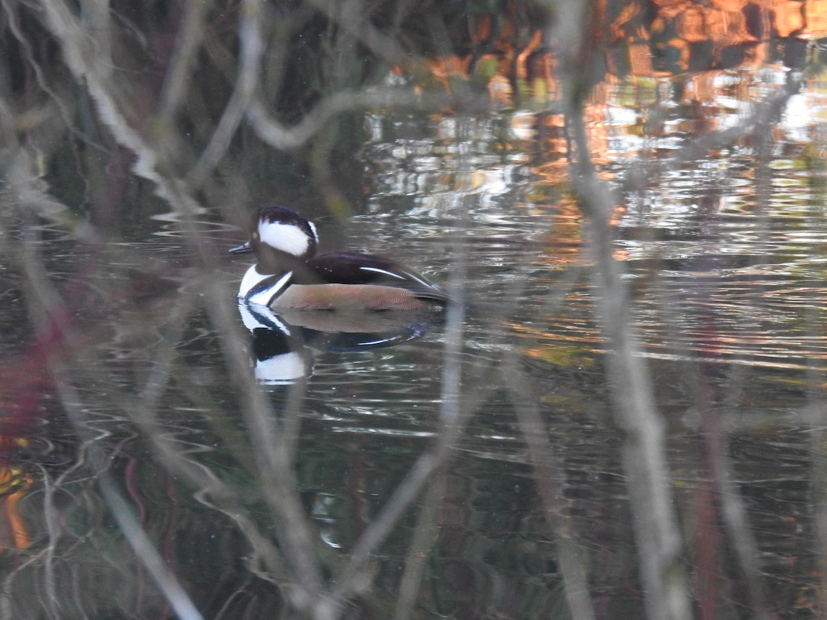 Hooded Merganser - ML612929977