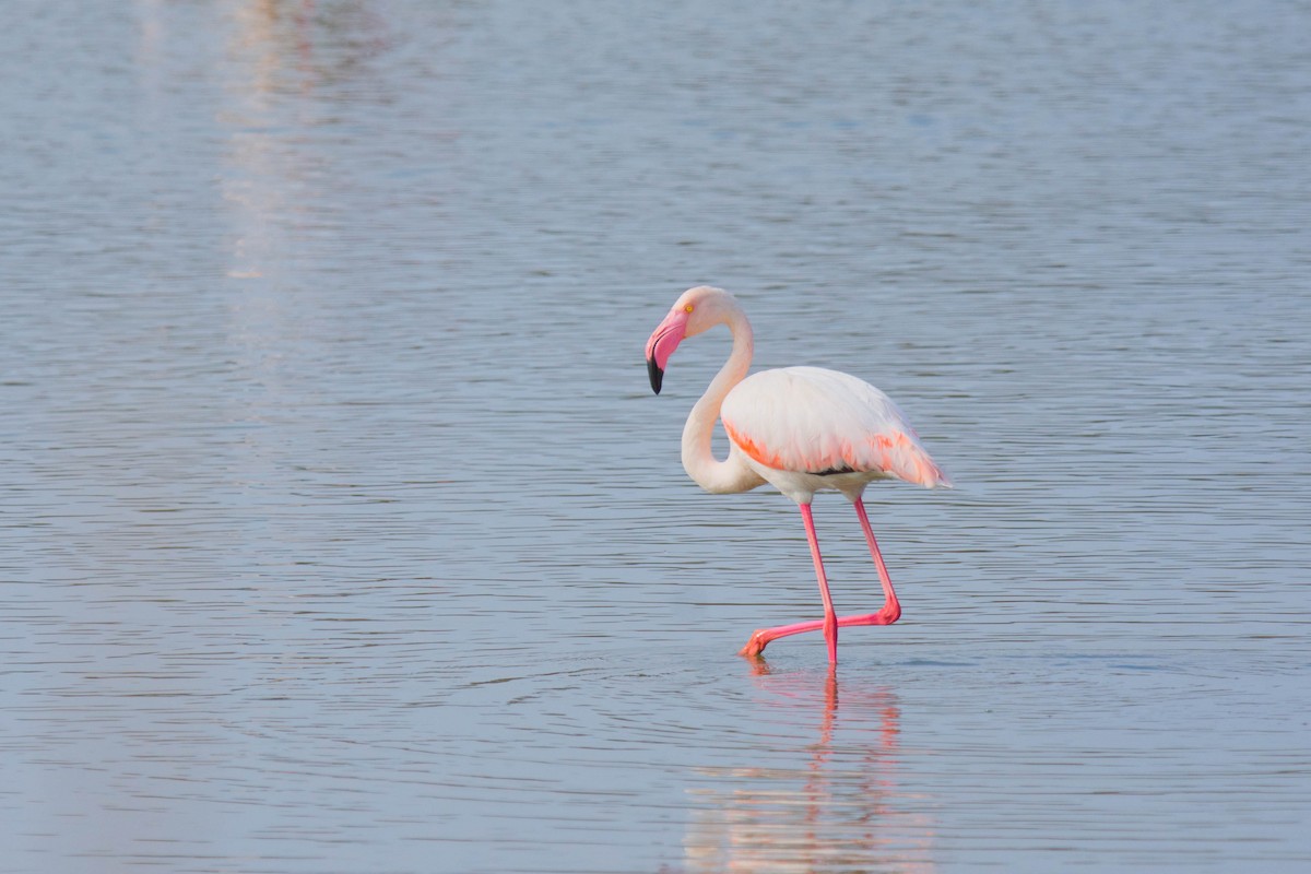 Greater Flamingo - netanel yarkoni