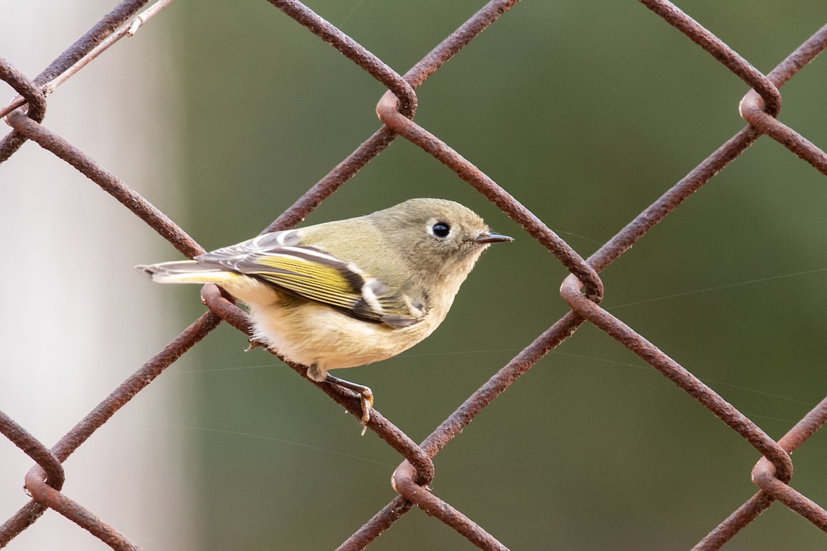 Roitelet à couronne rubis - ML612929993