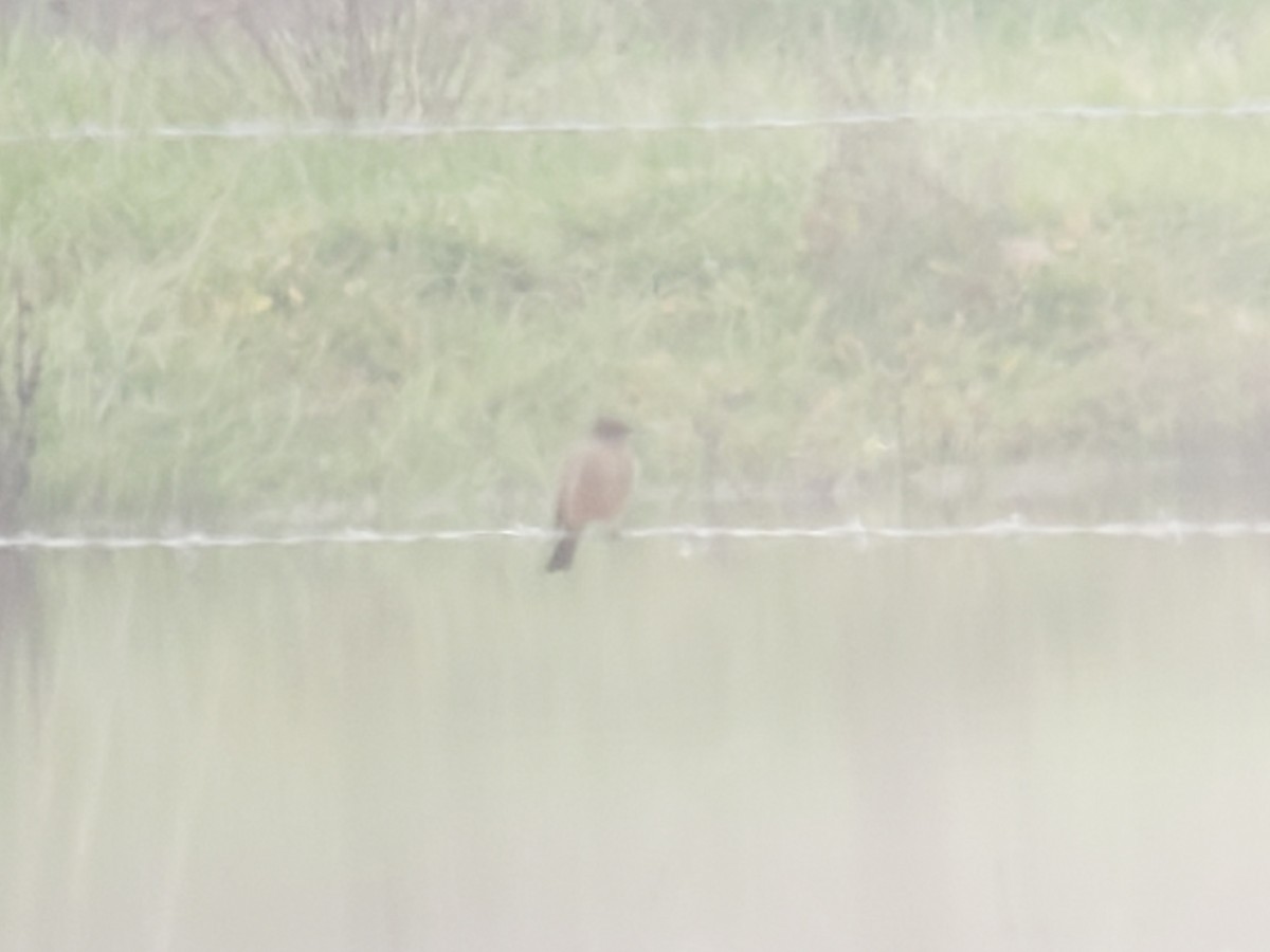 Say's Phoebe - ML612930015