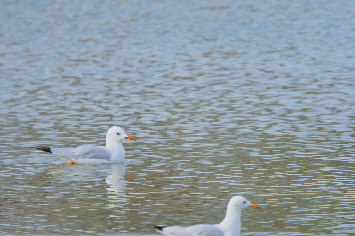 Black-headed Gull - ML612930020