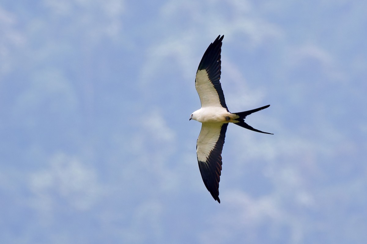 Swallow-tailed Kite - Tomáš Grim