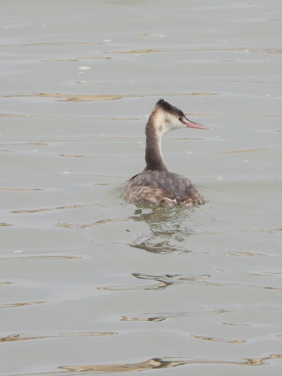 Great Crested Grebe - ML612930126