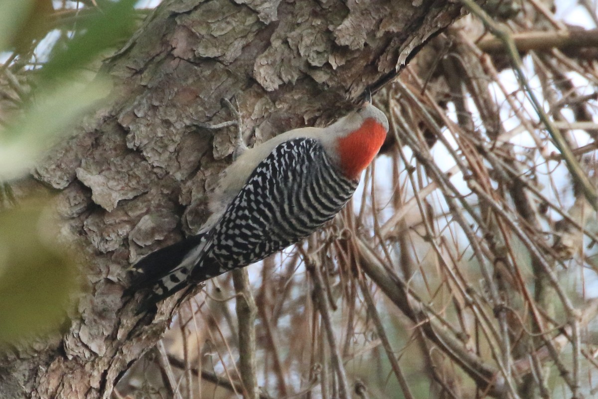 Red-bellied Woodpecker - Karen & Tom Beatty