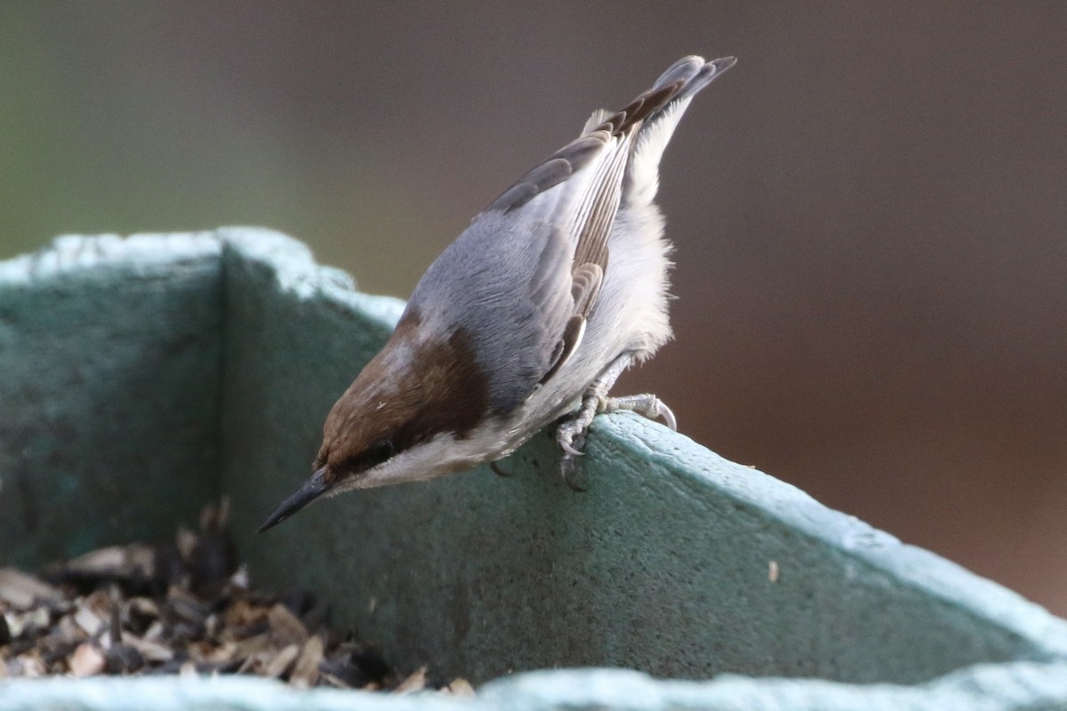 Brown-headed Nuthatch - ML612930180