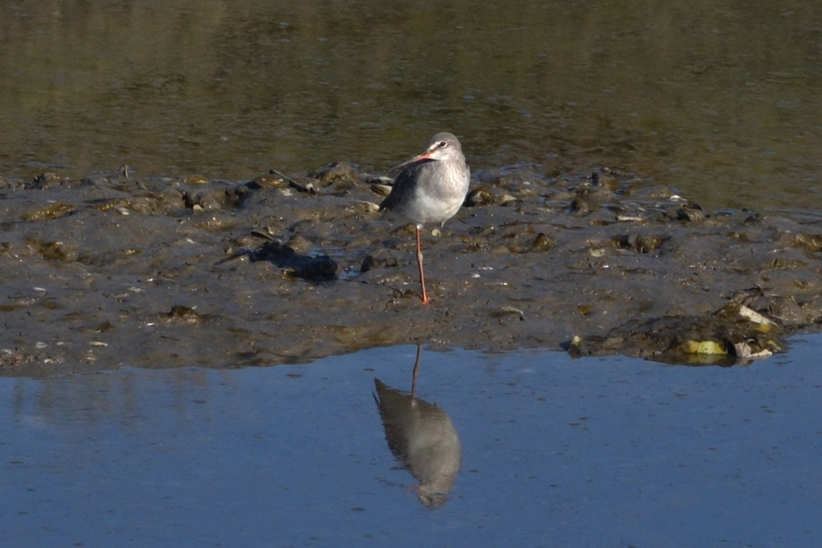 Spotted Redshank - Paulo  Roncon