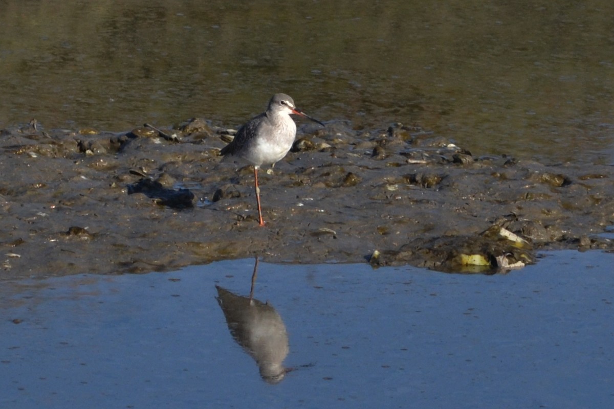 Spotted Redshank - ML612930202