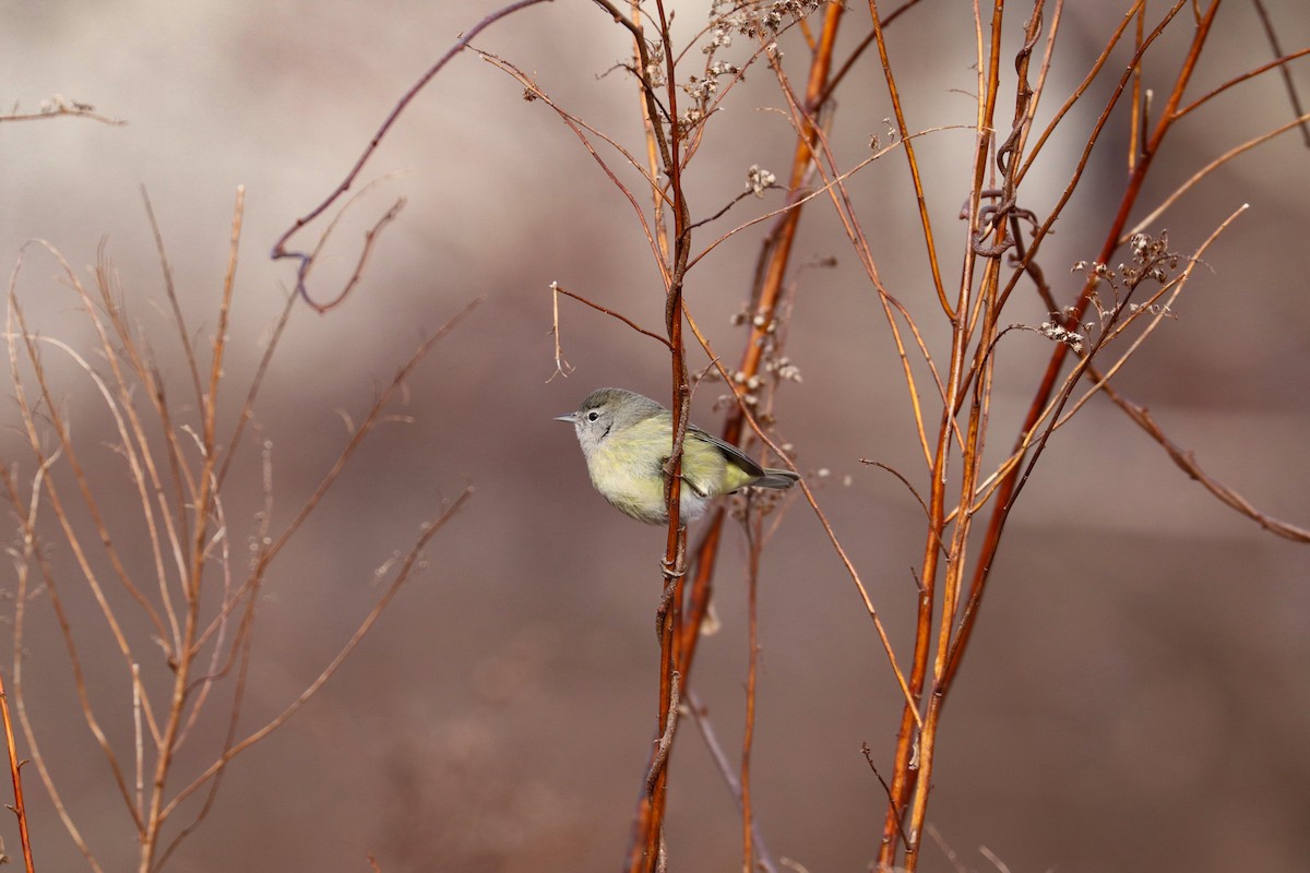 Orange-crowned Warbler (Gray-headed) - ML612930219