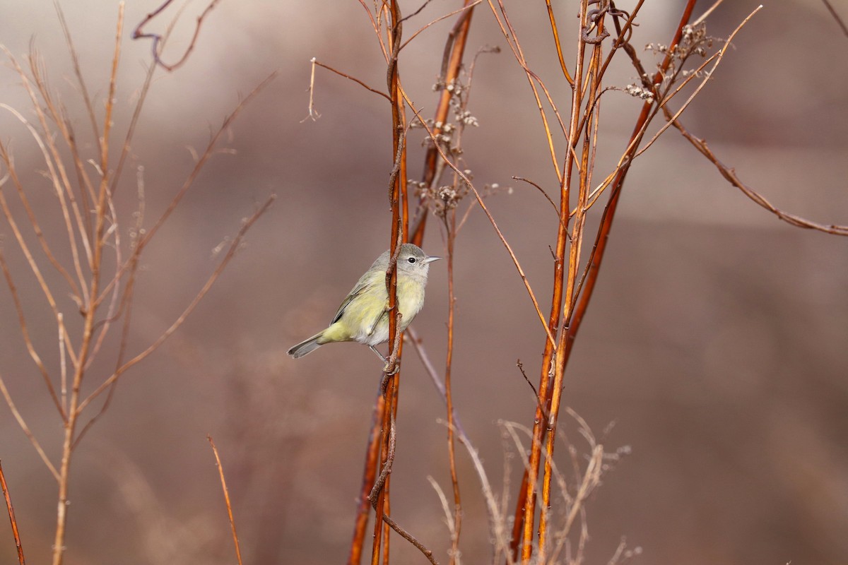 Orange-crowned Warbler (Gray-headed) - MELISSA  SOVAY