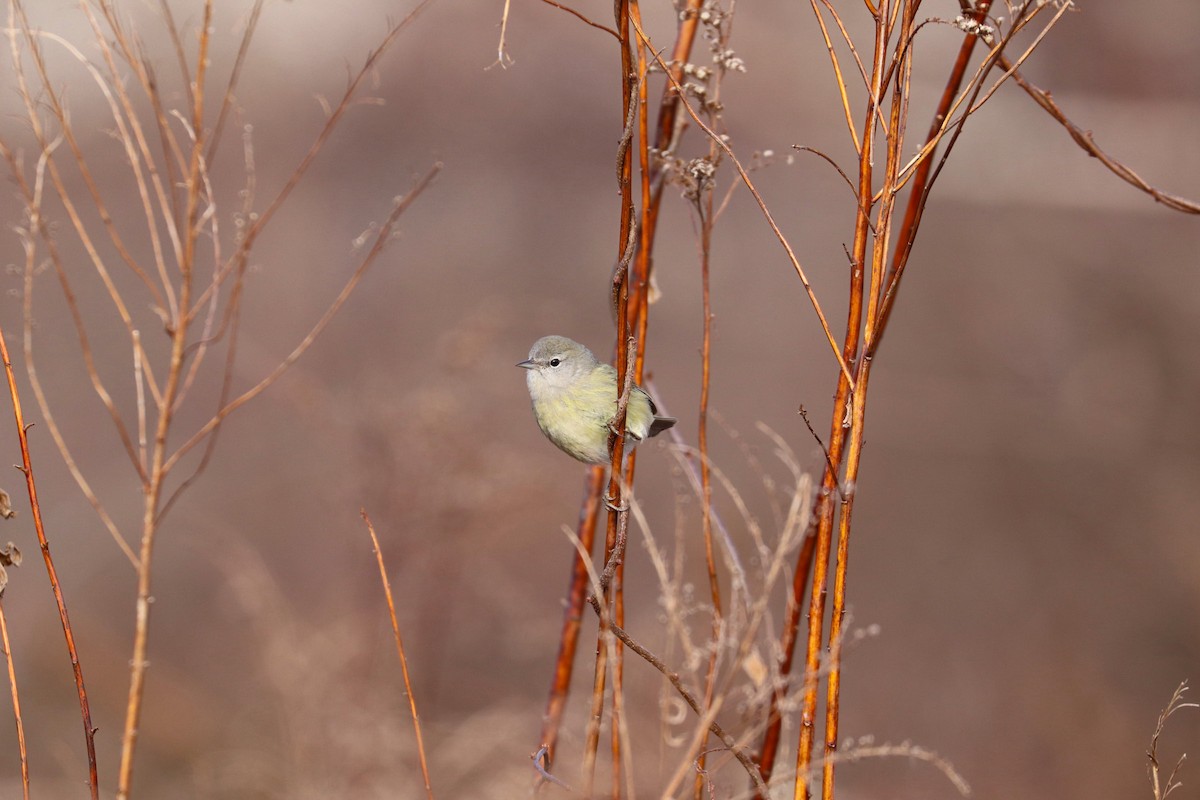 Orange-crowned Warbler (Gray-headed) - MELISSA  SOVAY