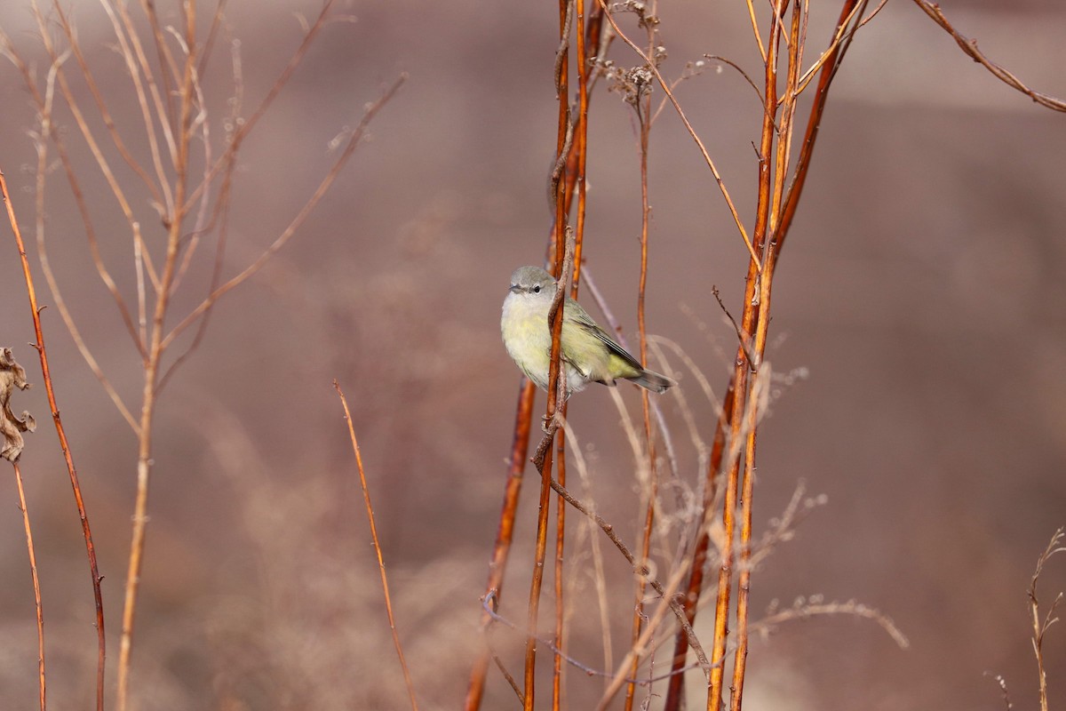 Orange-crowned Warbler (Gray-headed) - ML612930222