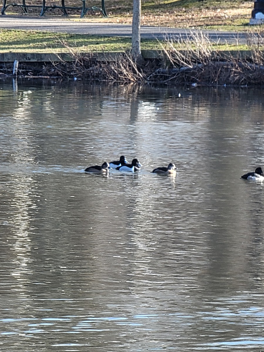 Ring-necked Duck - ML612930278