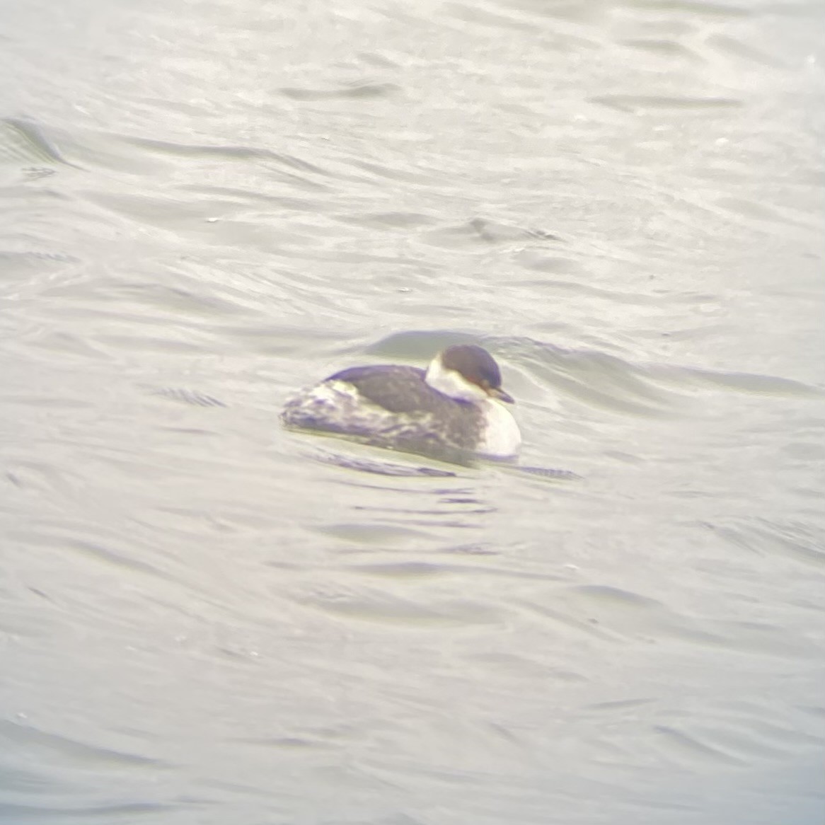 Horned Grebe - ML612930283