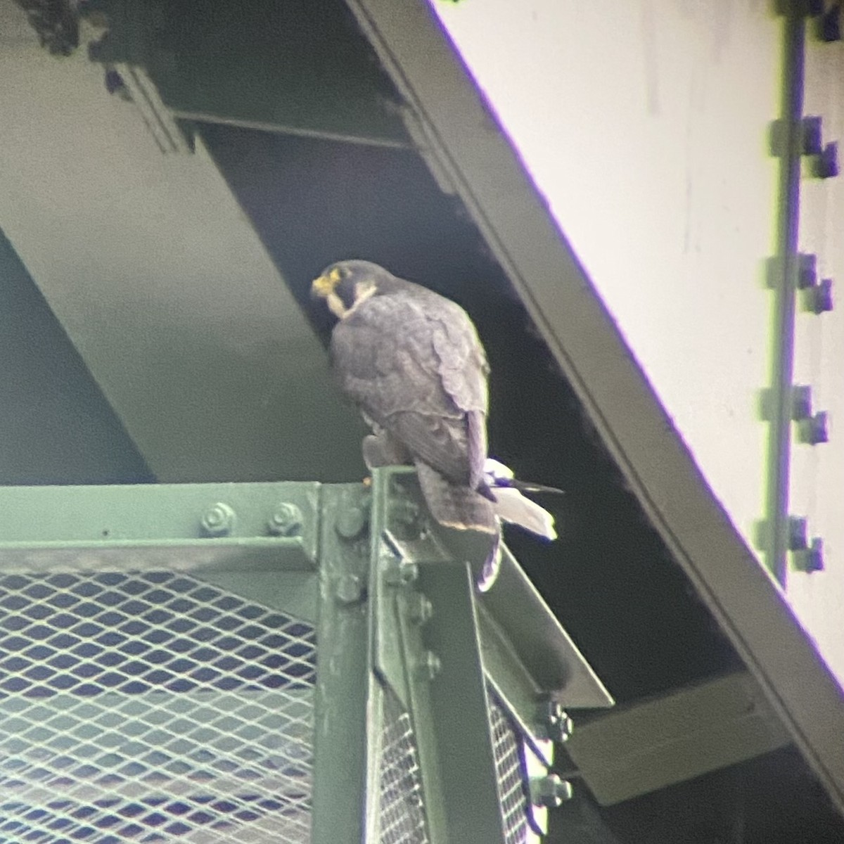 Peregrine Falcon - ML612930288