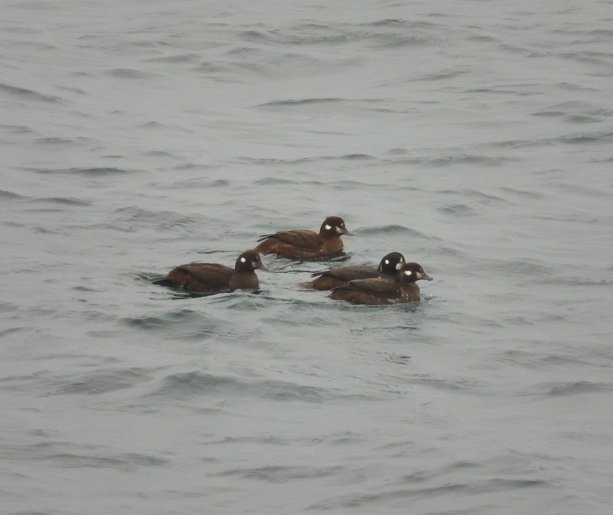 Harlequin Duck - ML612930328