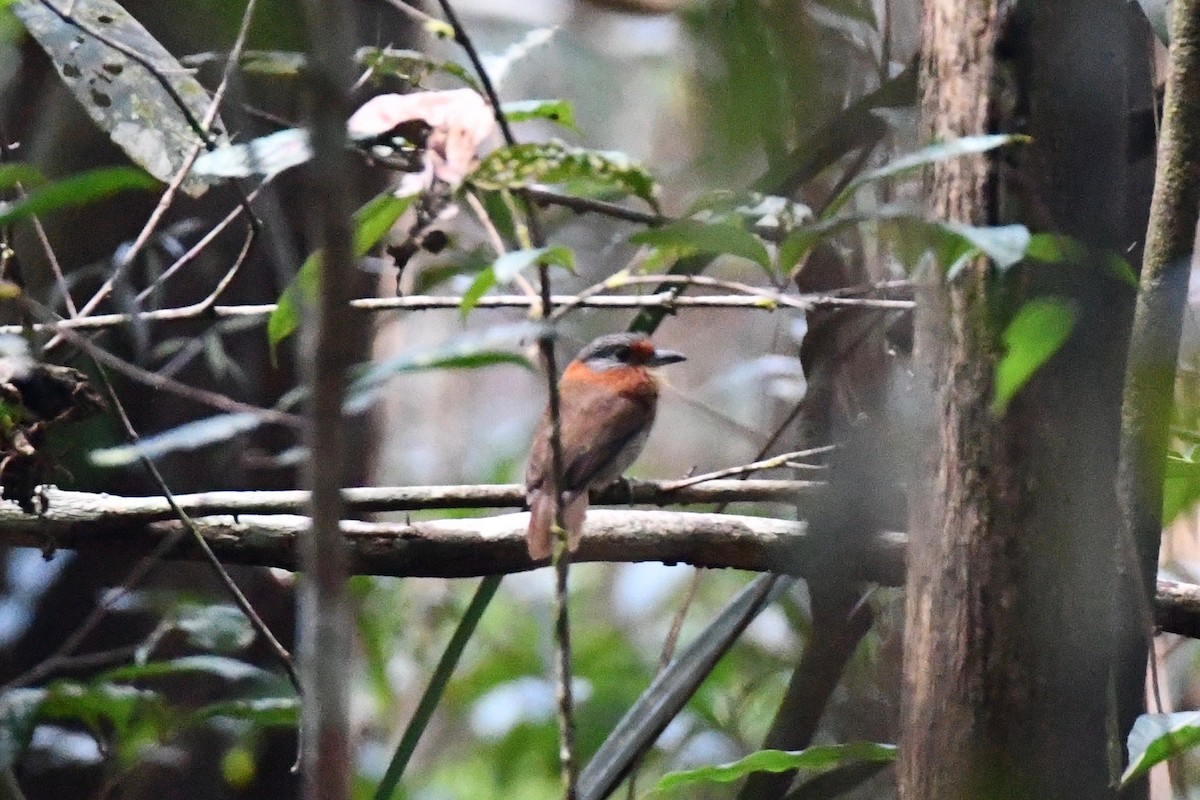 Rufous-necked Puffbird - Erik Atwell