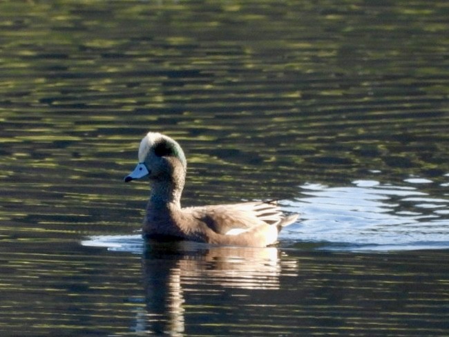 American Wigeon - ML612930500