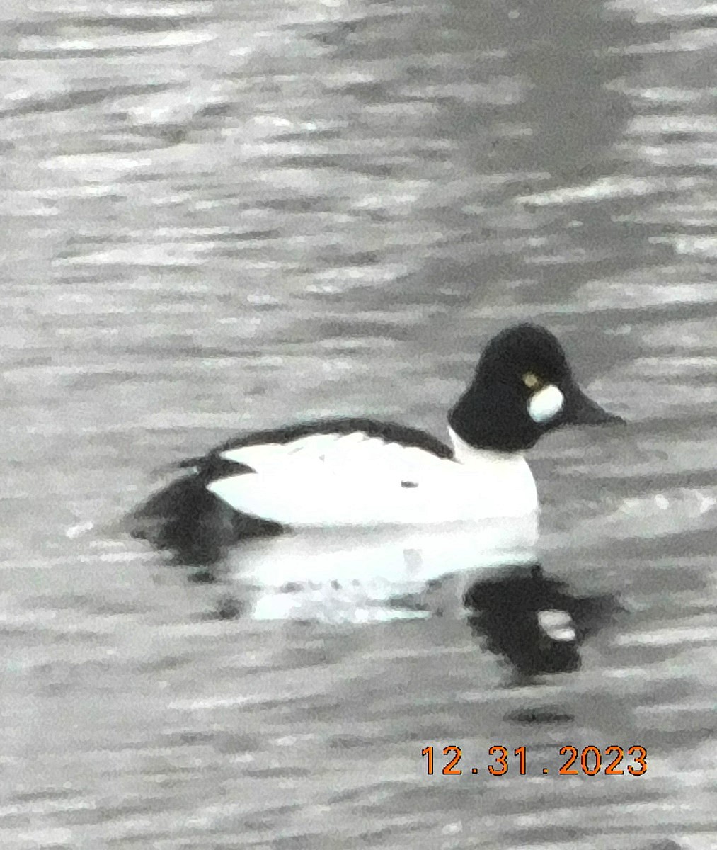 Garrot à oeil d'or - ML612930512