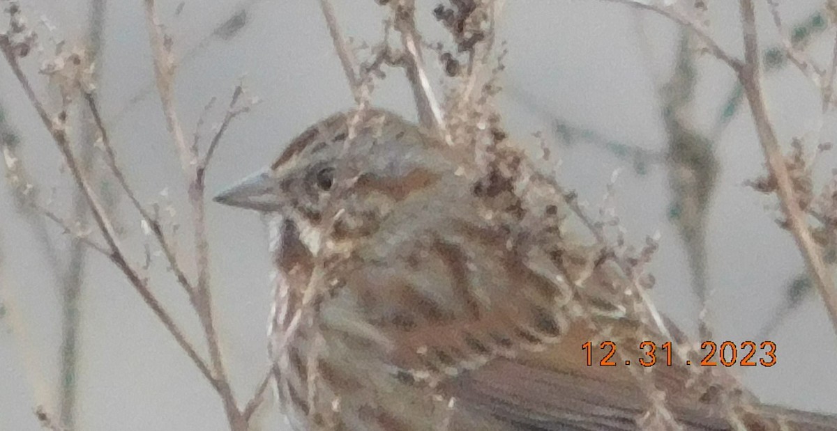 Song Sparrow - ML612930553