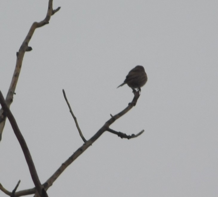 Bruant à couronne blanche - ML612930558