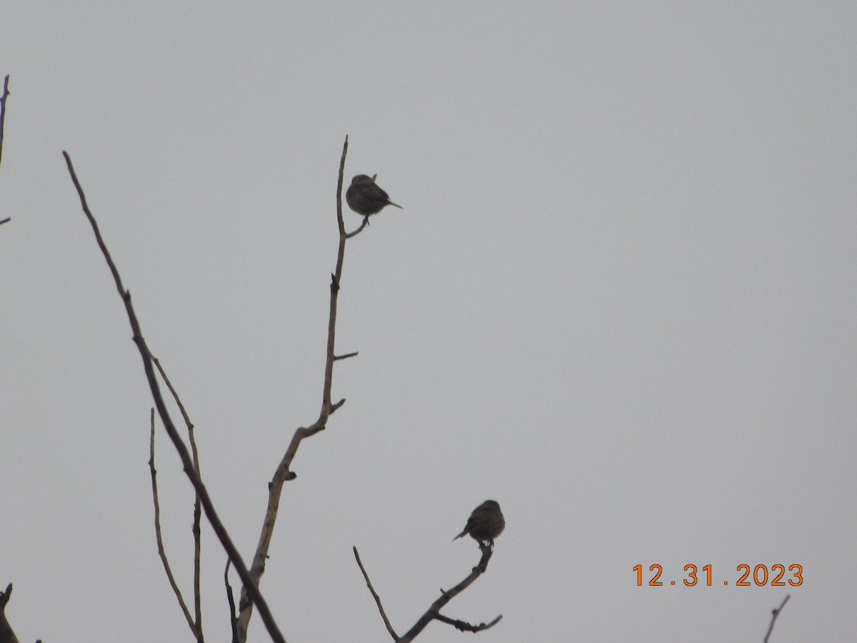 Bruant à couronne blanche - ML612930563