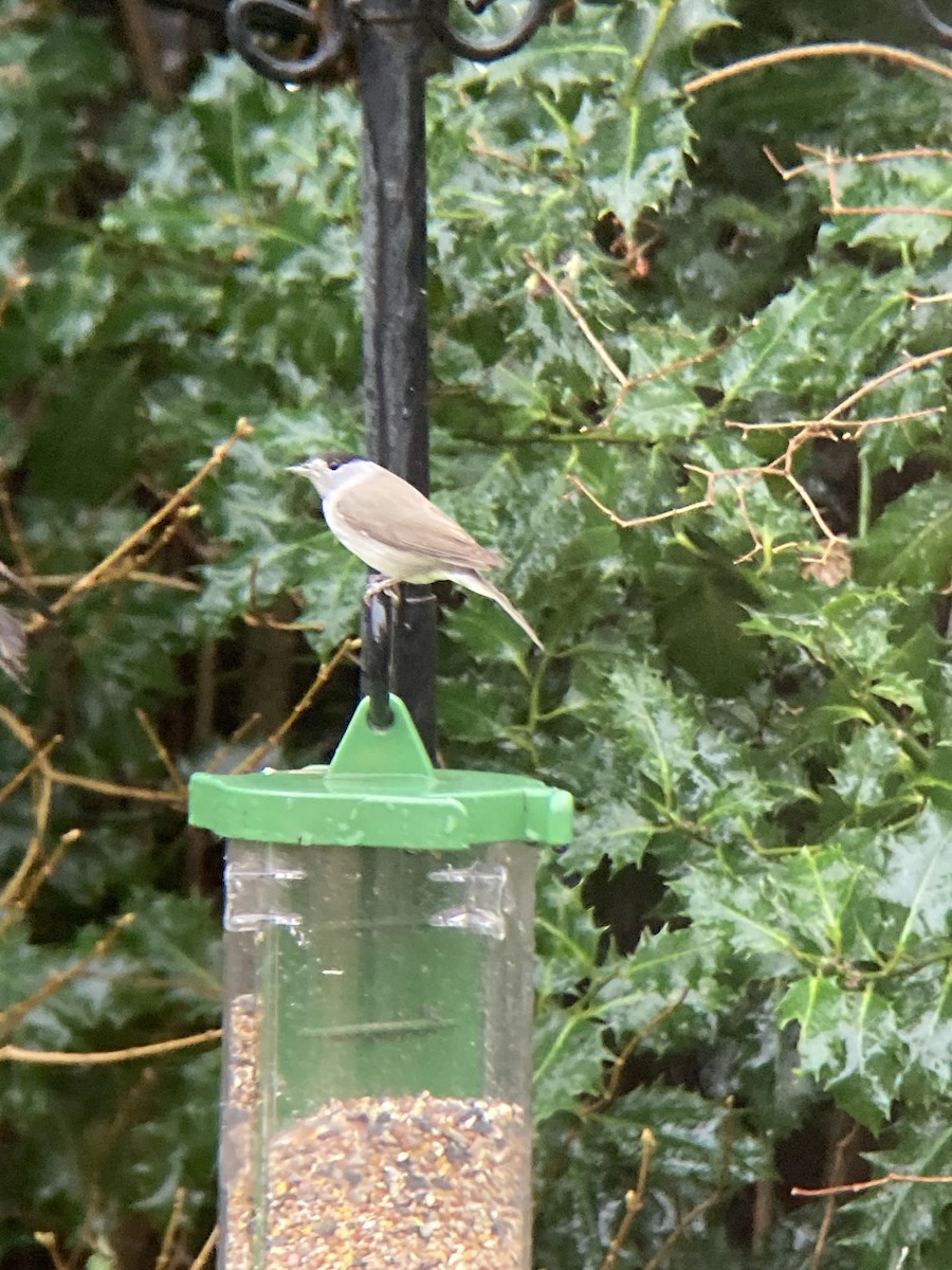 pěnice černohlavá - ML612930651