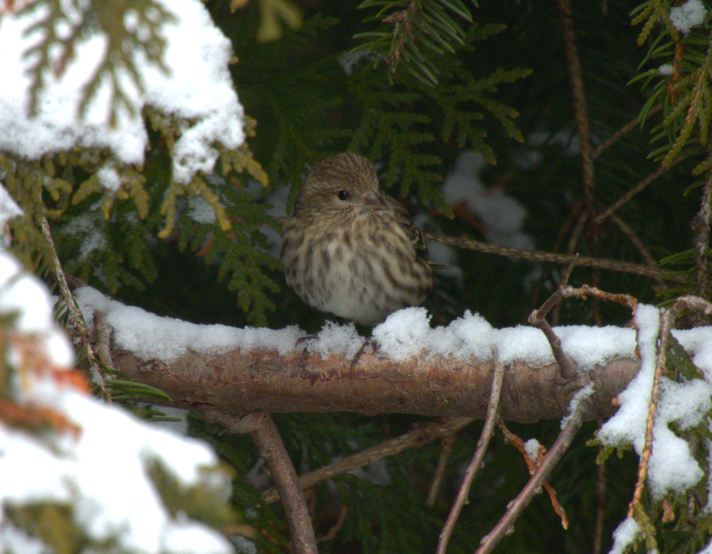 Pine Siskin - ML612930677