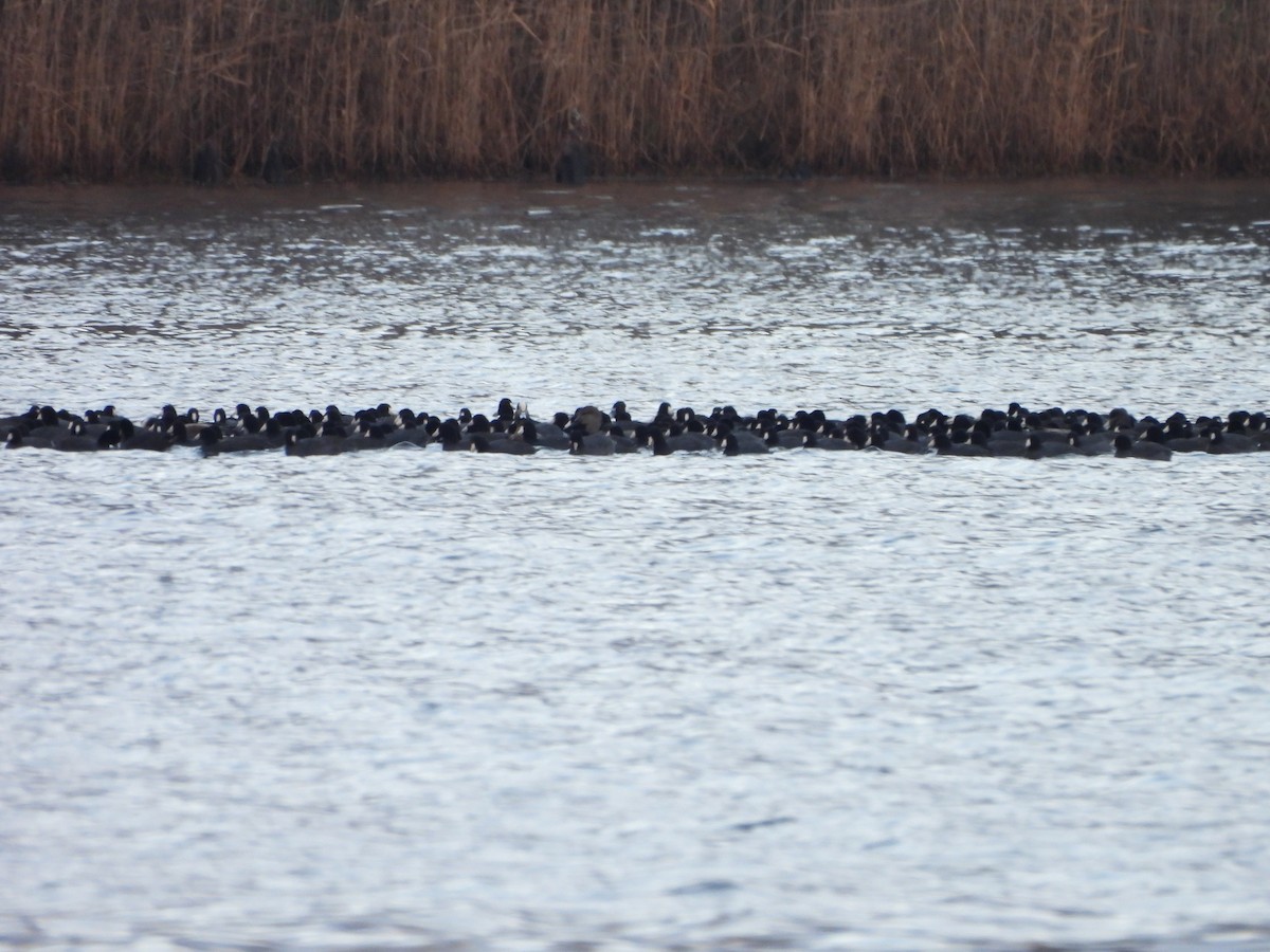 American Coot - Karen & Tom Beatty