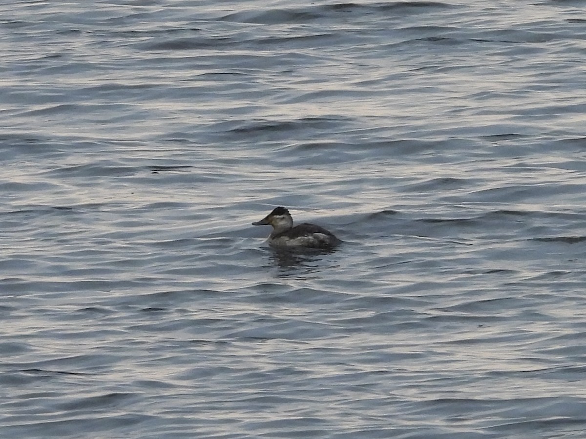 Ruddy Duck - Karen & Tom Beatty