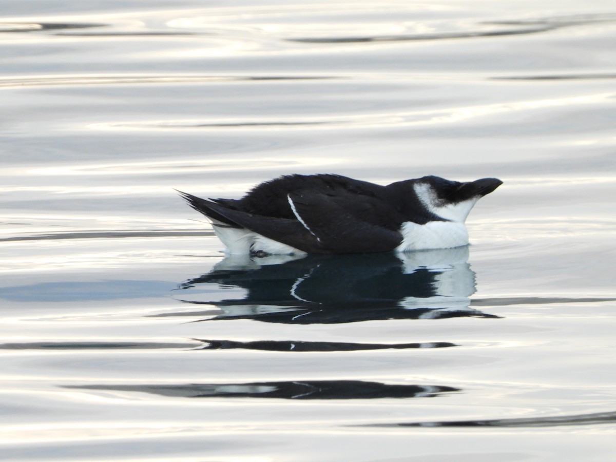 Razorbill - ML612930792