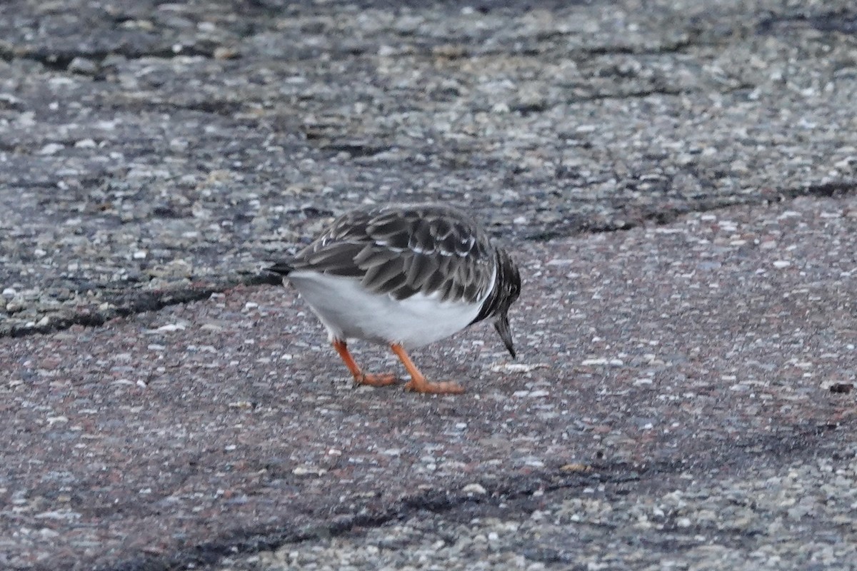 Ruddy Turnstone - Anonymous