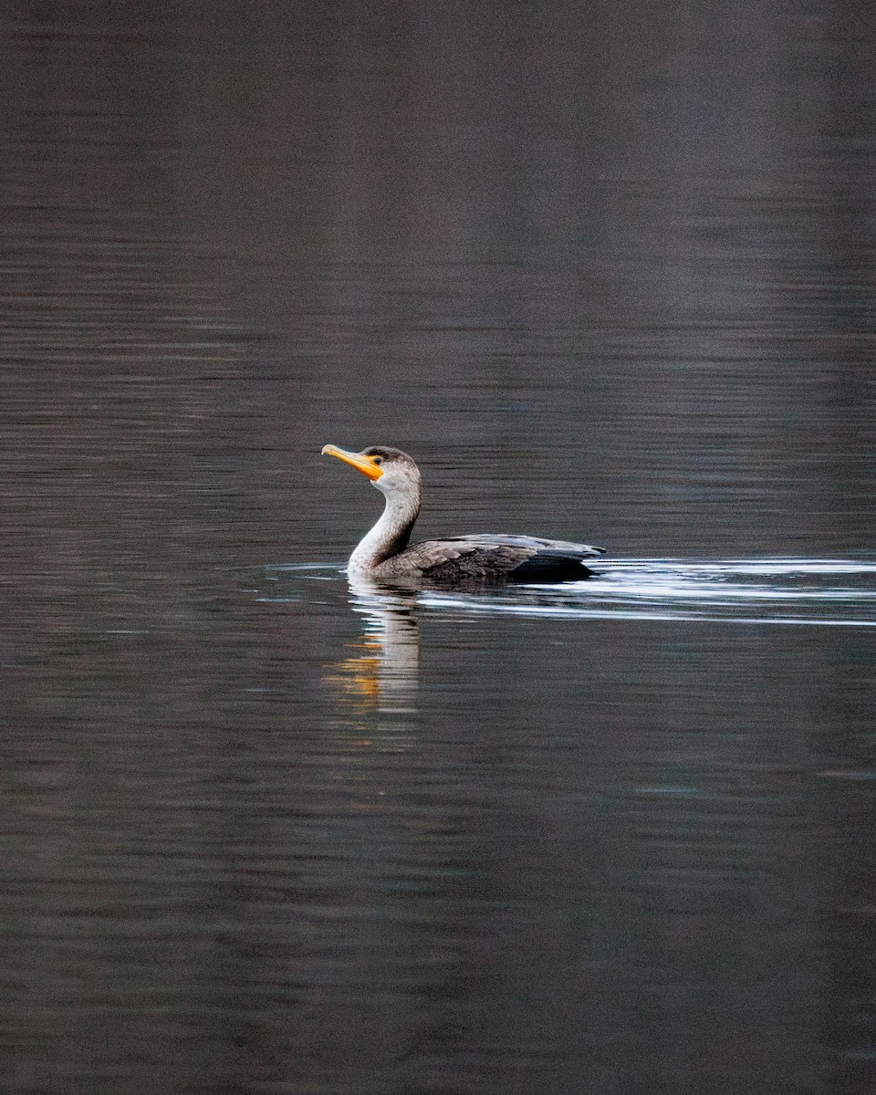 Double-crested Cormorant - ML612930898