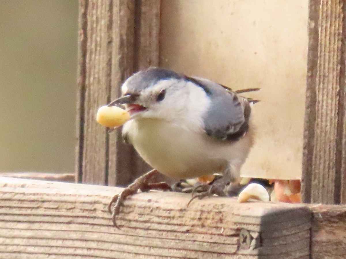 White-breasted Nuthatch - ML612930929