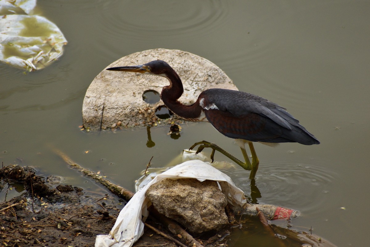 Tricolored Heron - ML612930940