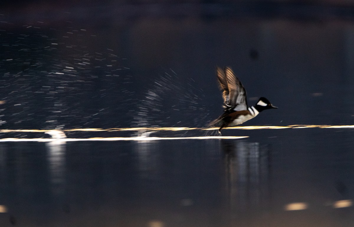 Hooded Merganser - Claire Conti