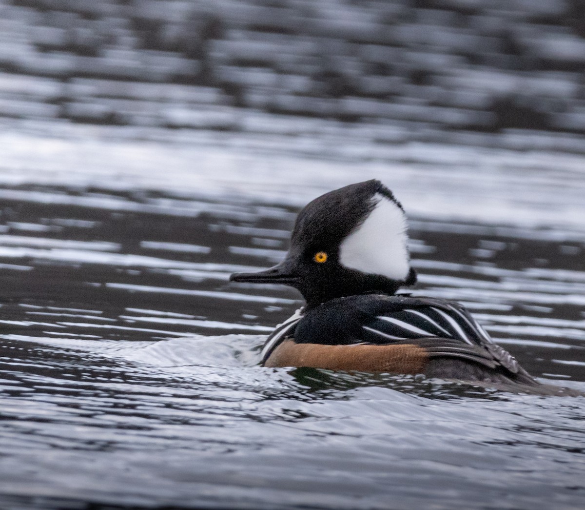 Hooded Merganser - ML612930961