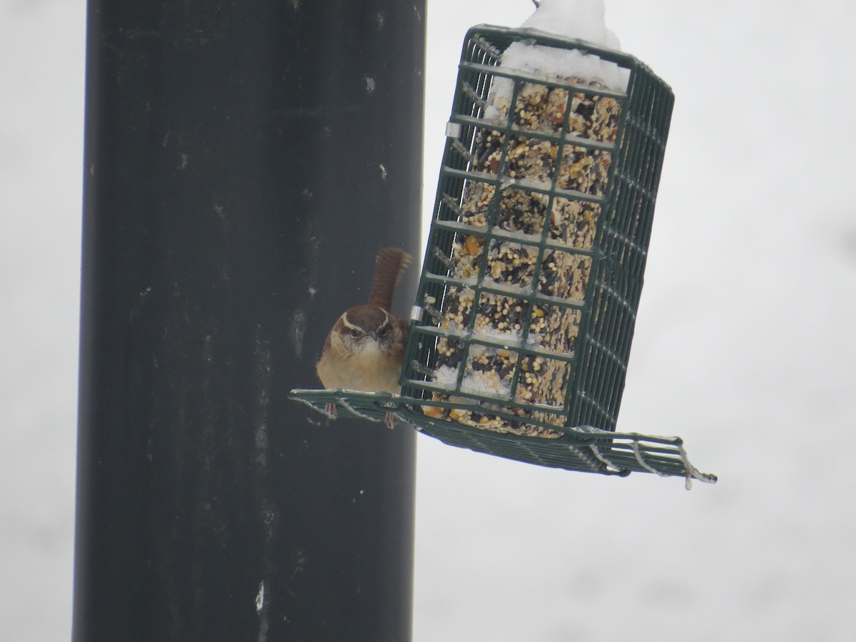 Carolina Wren - ML612930967