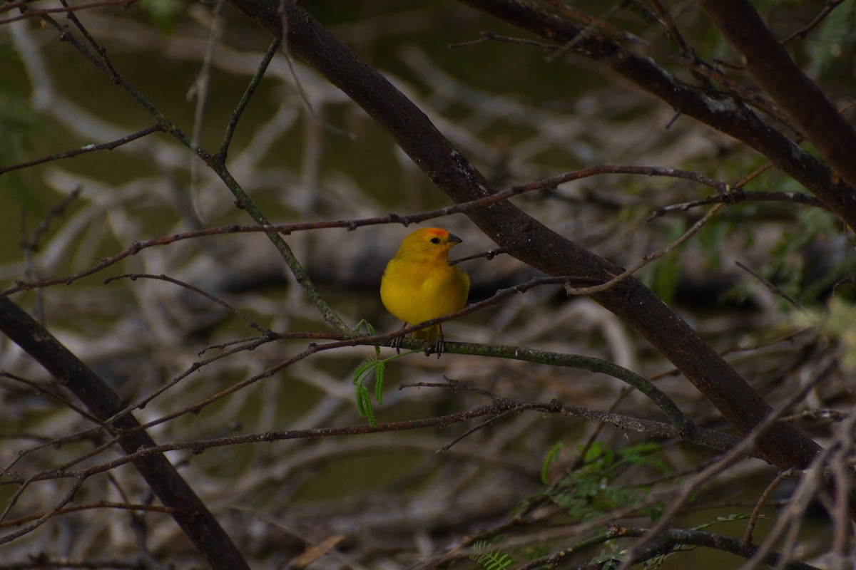 Saffron Finch - ML612930984
