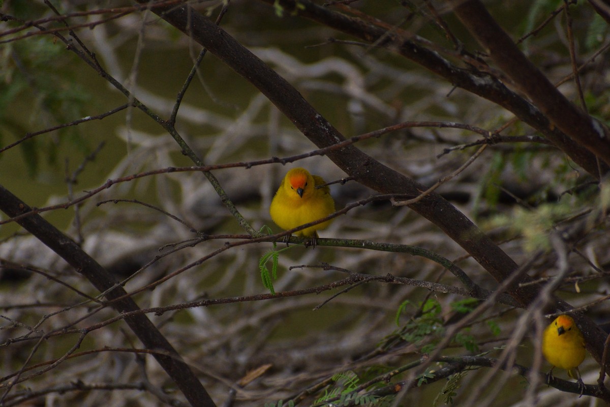 Saffron Finch - ML612930985
